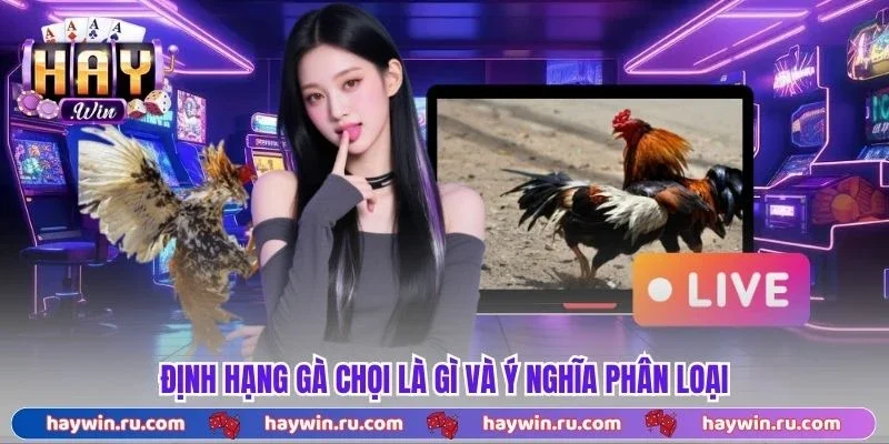Định hạng gà chọi là gì và ý nghĩa phân loại