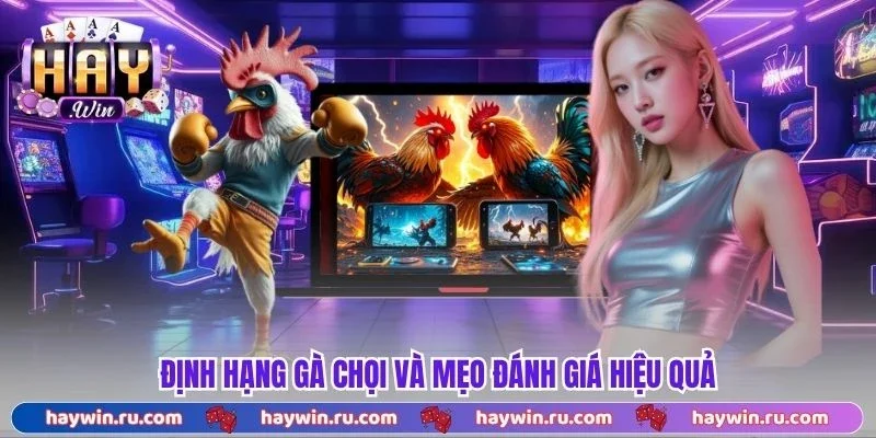 Định hạng gà chọi và mẹo đánh giá hiệu quả