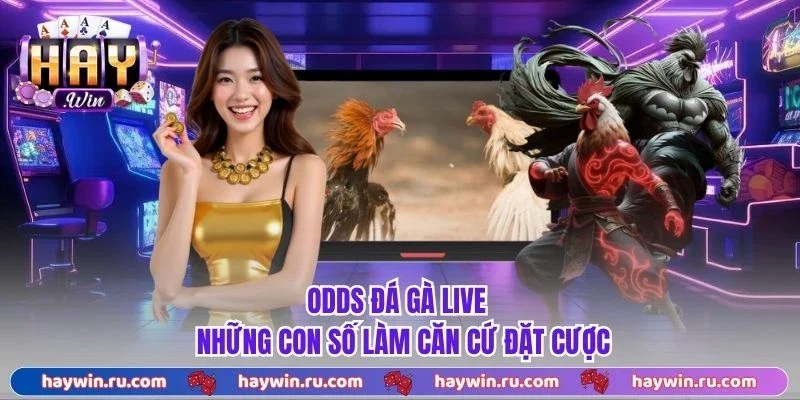 Odds Đá Gà Live - Yếu Tố Quan Trọng Khi Vào Tiền Trận Đấu Odds Đá Gà Live - Những con số làm căn cứ đặt cược
